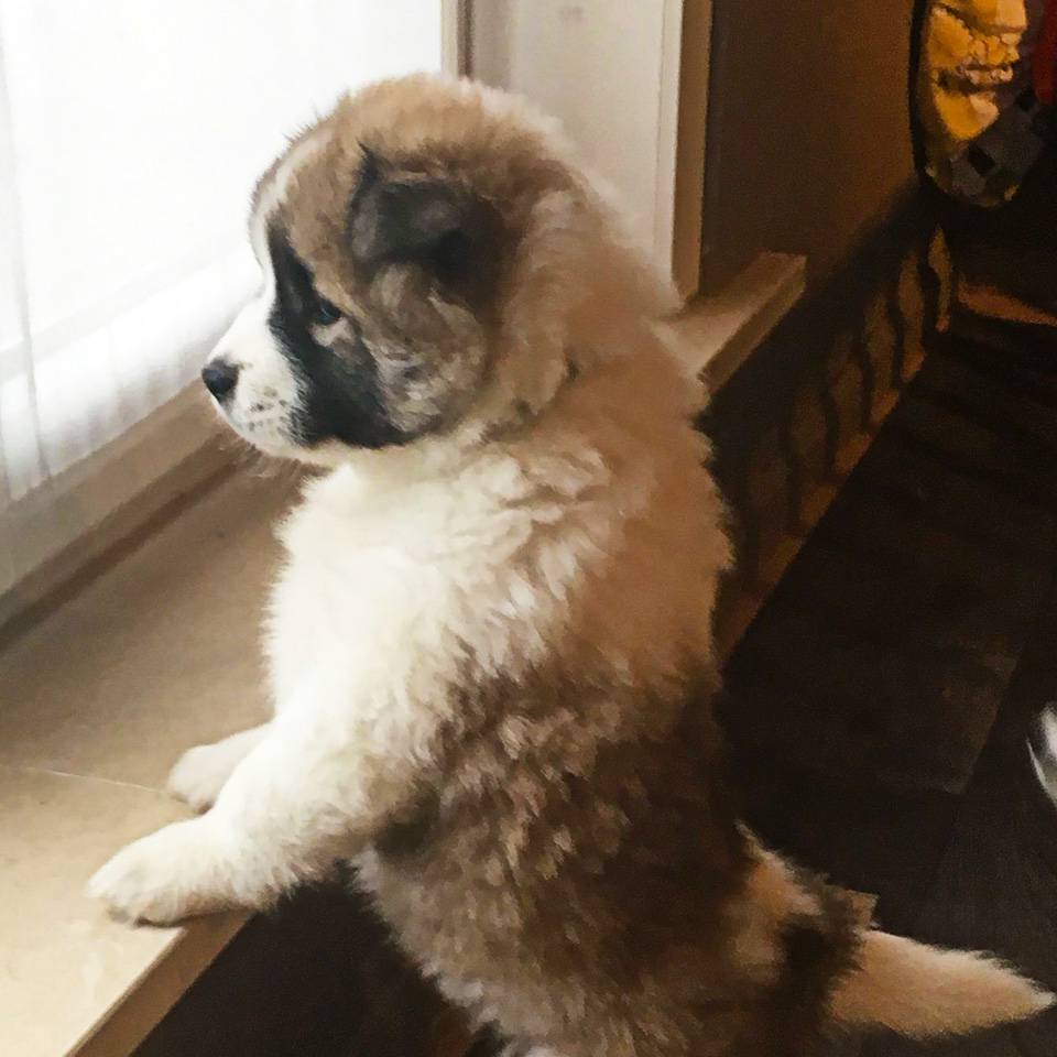 Thai-Bangkaew-Quma-No-Go-Rising-Sun-1