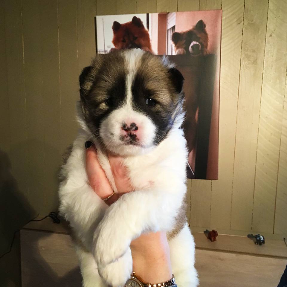 Thai-Bangkaew-Quma-No-Go-Rising-Sun-2