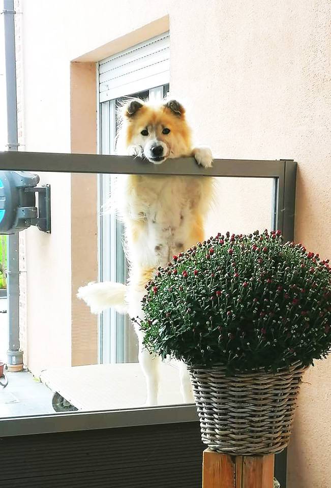 Thai-Bangkaew-Quma-No-Go-Rising-Sun-4