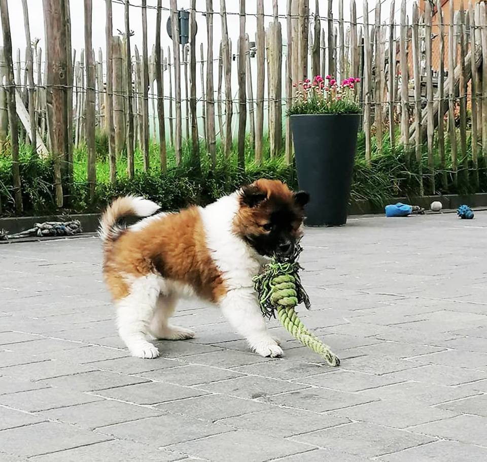 Thai-Bangkaew-Tian-Bao-No-Go-Rising-Sun-2