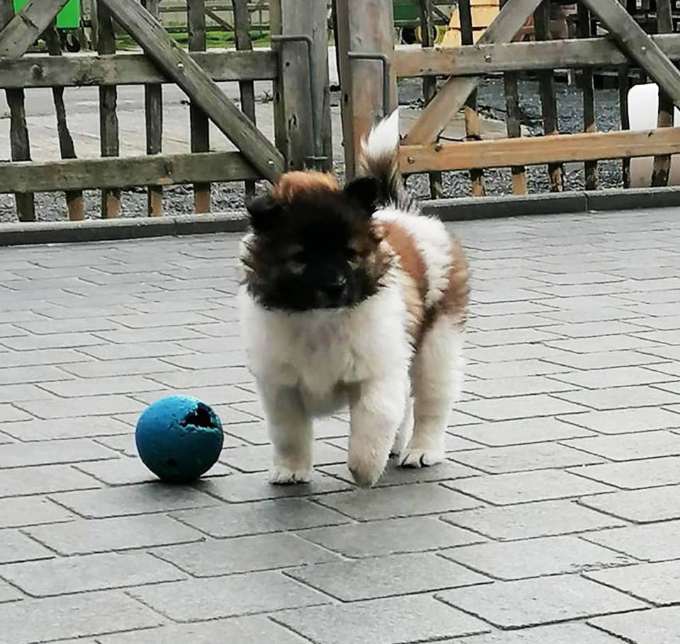 Thai-Bangkaew-Tian-Bao-No-Go-Rising-Sun-3