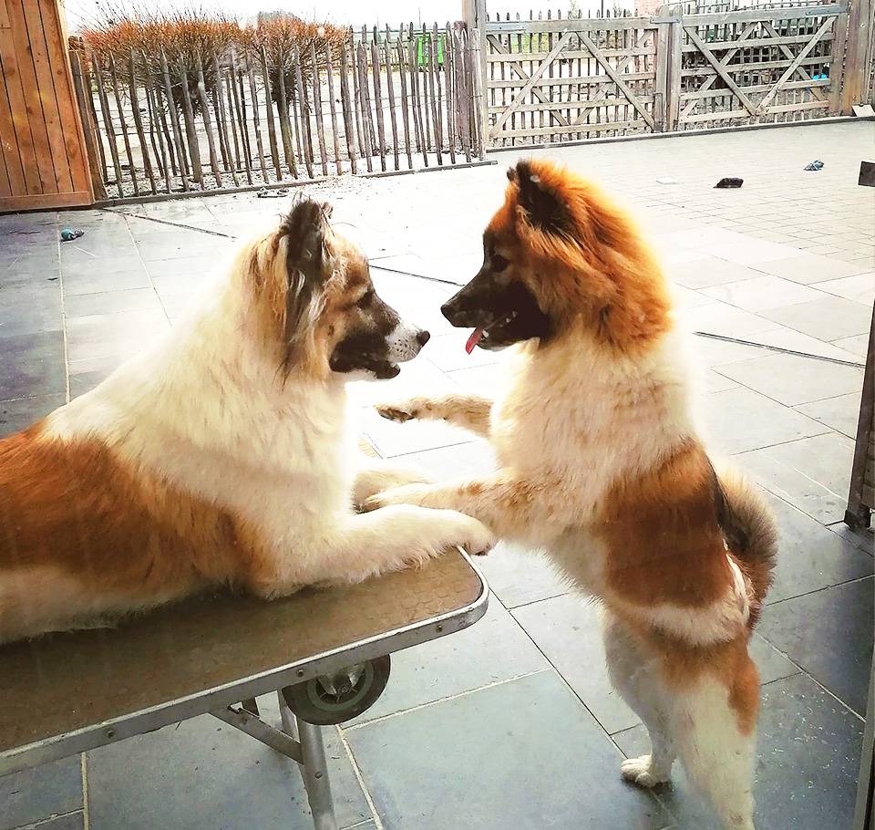 Thai-Bangkaew-Tian-Bao-No-Go-Rising-Sun-4