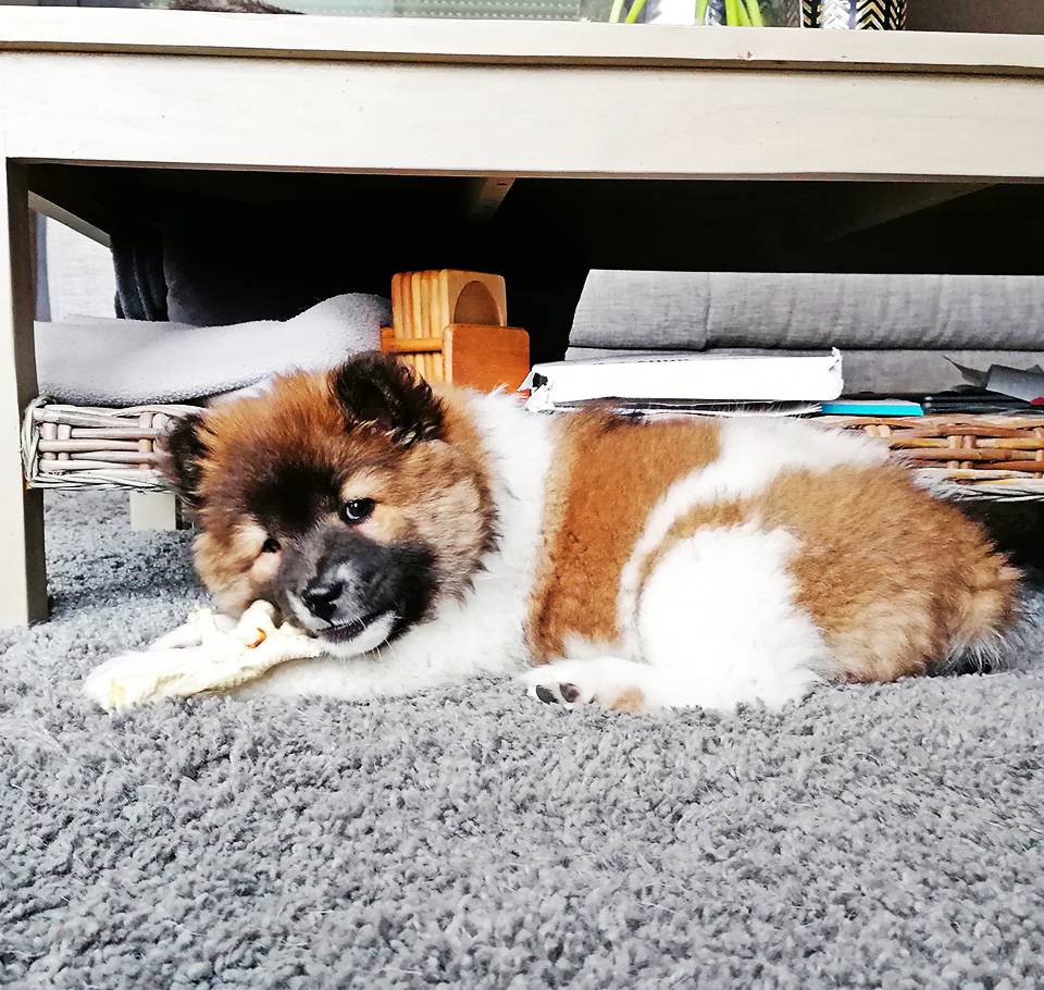 Thai-Bangkaew-Tian-Bao-No-Go-Rising-Sun-5