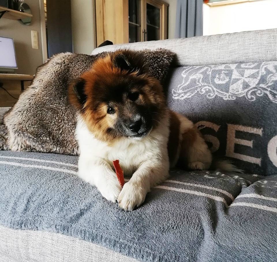 Thai-Bangkaew-Tian-Bao-No-Go-Rising-Sun-7