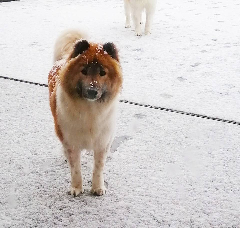 Thai-Bangkaew-Tian-Bao-No-Go-Rising-Sun-9