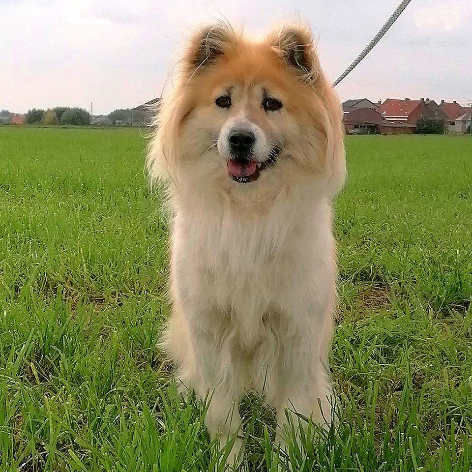 Thai-Bangkaew-Quma-No-Go-Rising-Sun-13