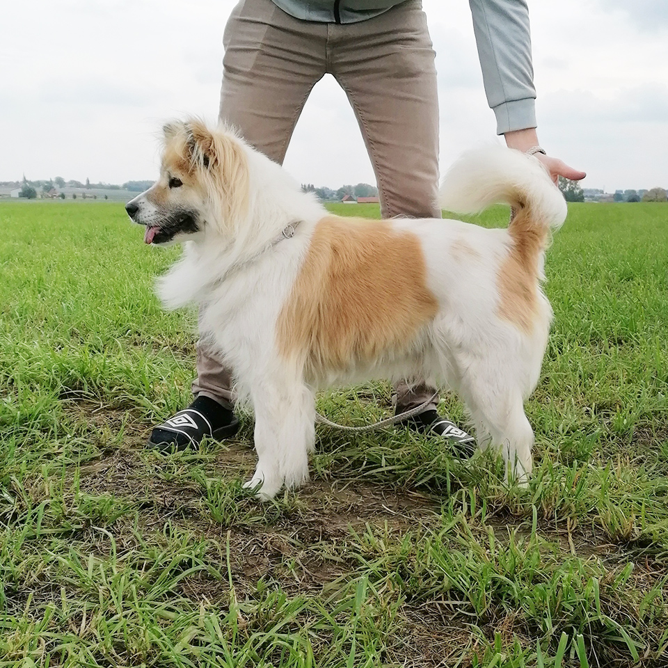 Thai-Bangkaew-Quma-No-Go-Rising-Sun-14