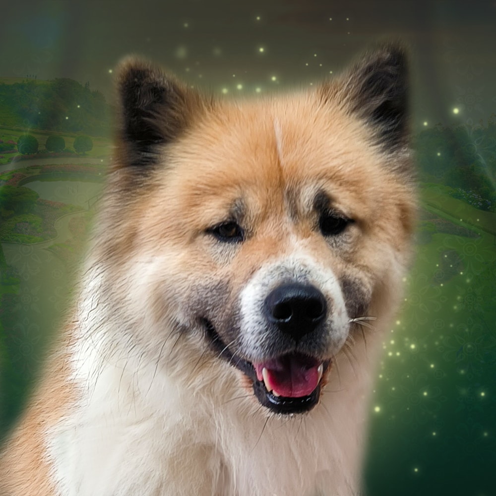 Thai Bangkaew Dog Anouk Della Corte Dei Thai