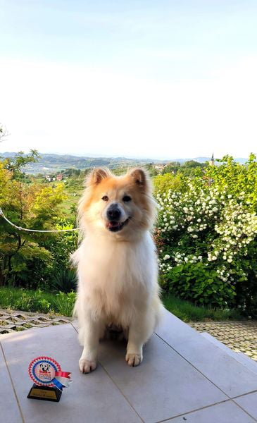 Thai-Bangkaew-Dog-Quma-No-Go-Rising-Sun-Vice-World-Winner Thai Bangkaew Dog Quma No Go Rising Sun Vice World Winner