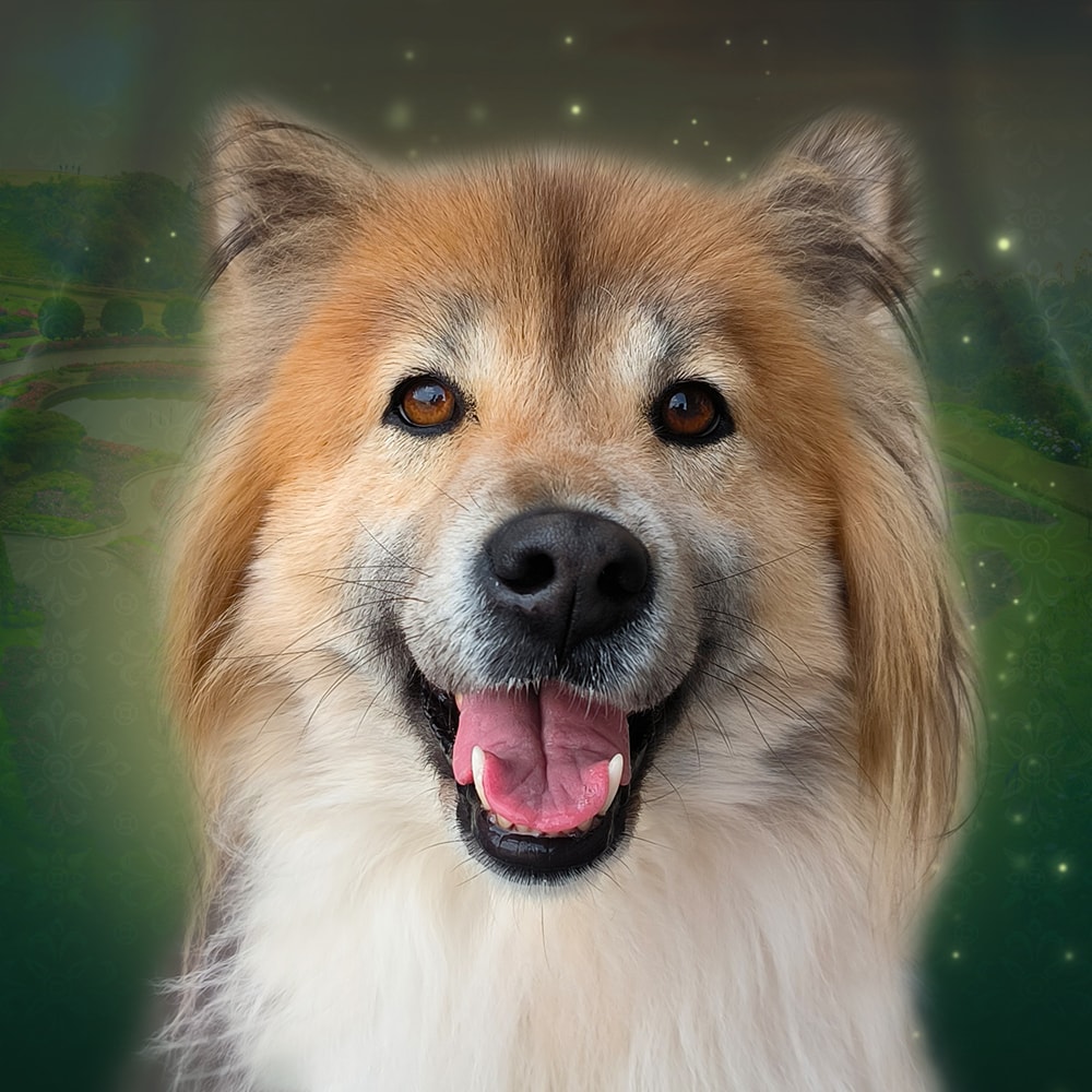 Thai Bangkaew Dog Tian Bao No Go Rising Sun