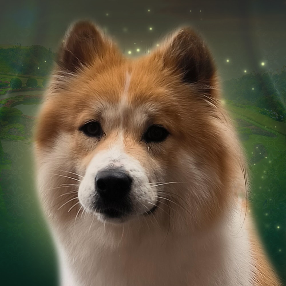 Thai Bangkaew Dog Unkai No Go Rising Sun