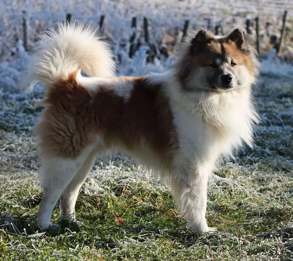 Thai Bangkaew Planner Litter Summer 2025 Roy Hill Ringmaster