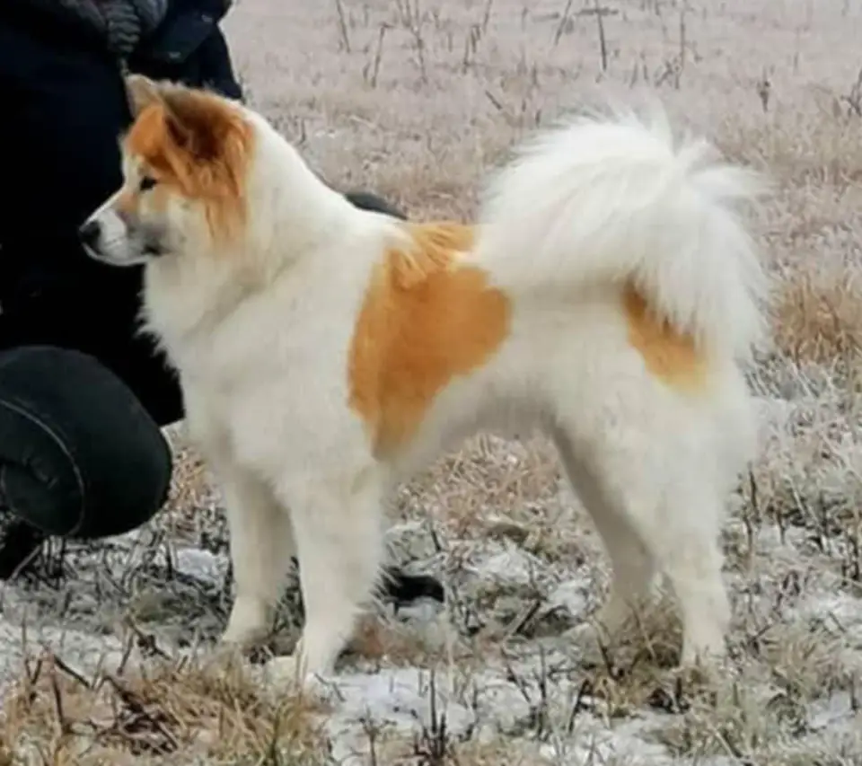 Thai Bangkaew Planner Litter Summer 2025 Unkai No Go Rising Sun