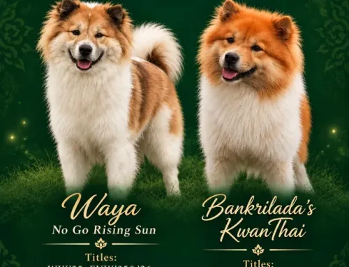 Waya Is Expecting Puppies